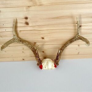 Rustic Whitetail 6 Point Antler with Skull Cap Cabin Accent Country Home Decor